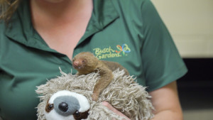 2016_BUSCH_GARDENS_TAMPA_GRISLY_BABY_SLOTH_02