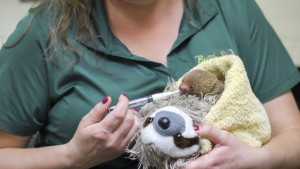 2016_BUSCH_GARDENS_TAMPA_GRISLY_BABY_SLOTH_04